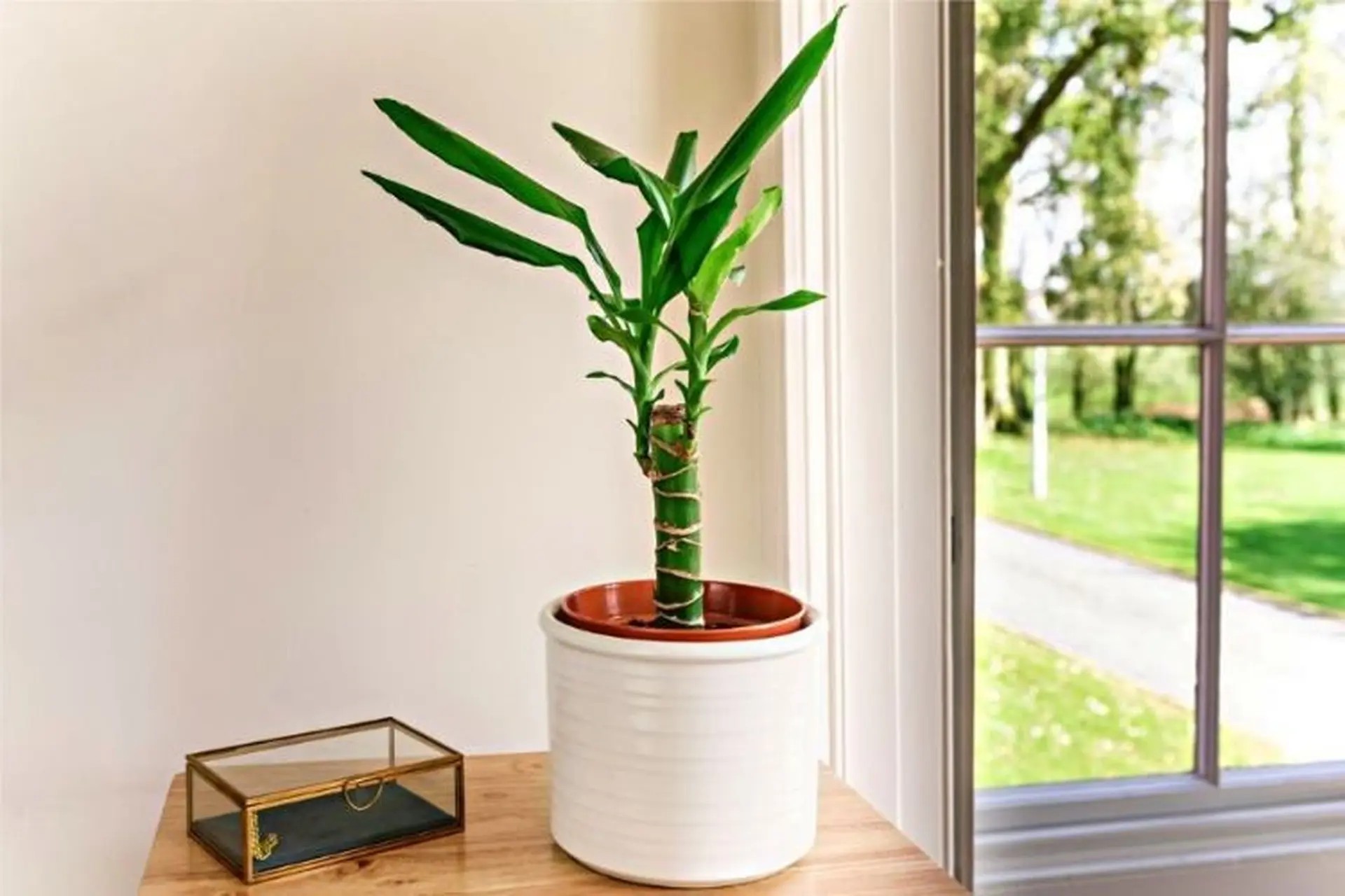 Một số lưu ý khi trồng cây trong nhà của 12 con giáp