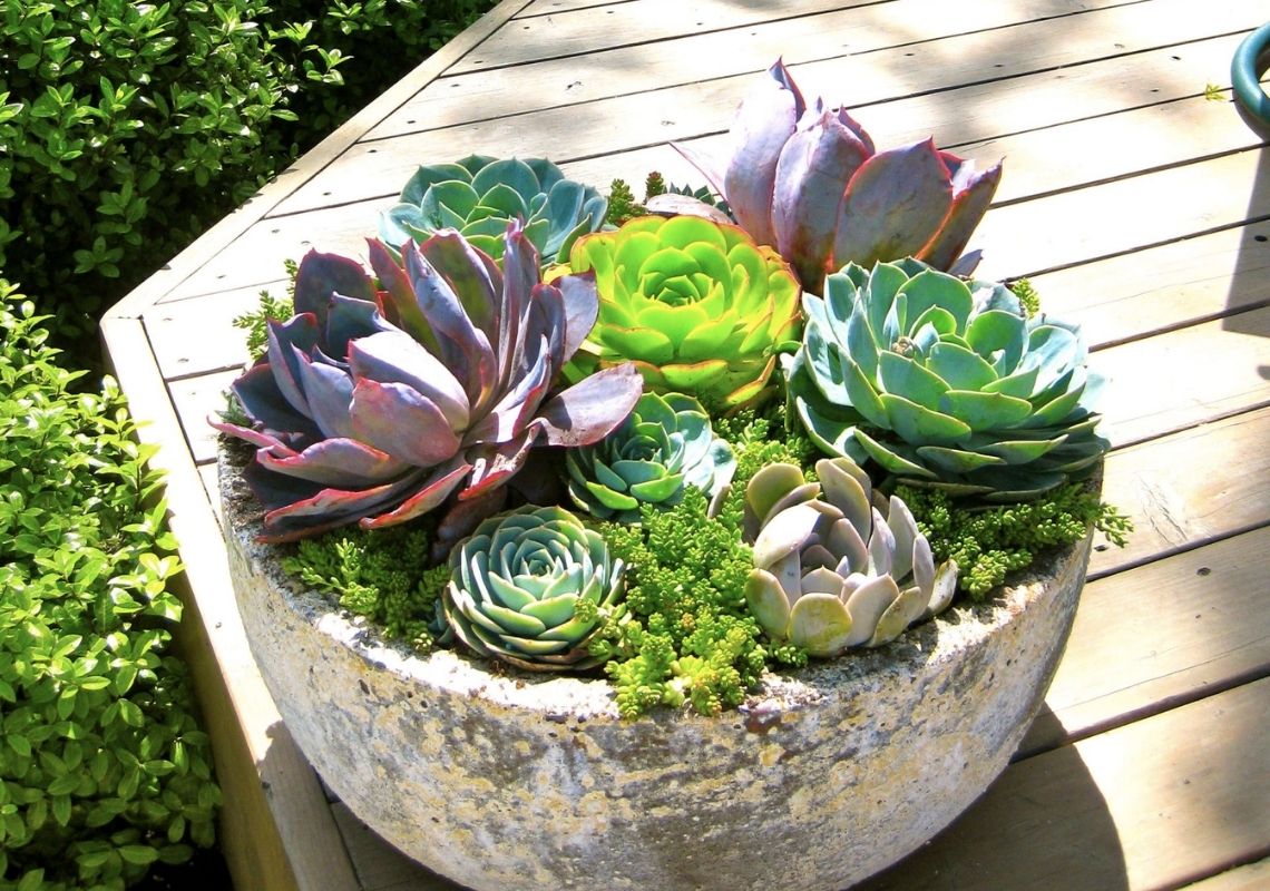 12 con giáp nên trồng cây gì