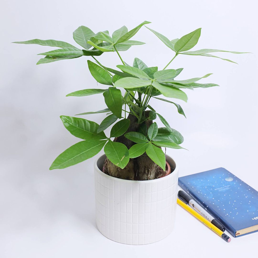 12 con giáp nên trồng cây gì