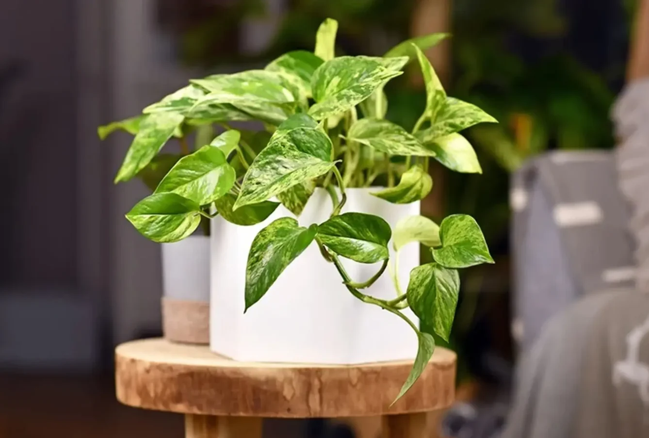 12 con giáp nên trồng cây gì