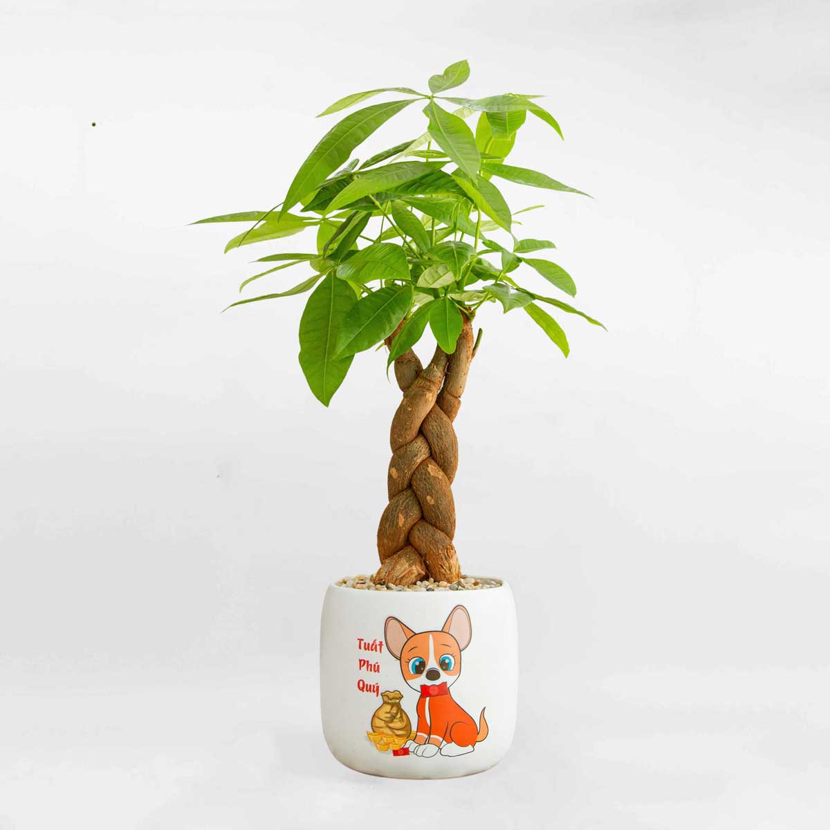 12 con giáp nên trồng cây gì