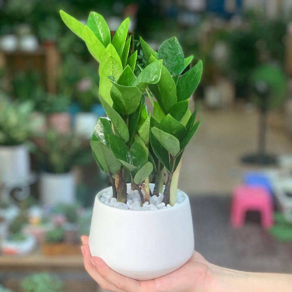 12 con giáp nên trồng cây gì 