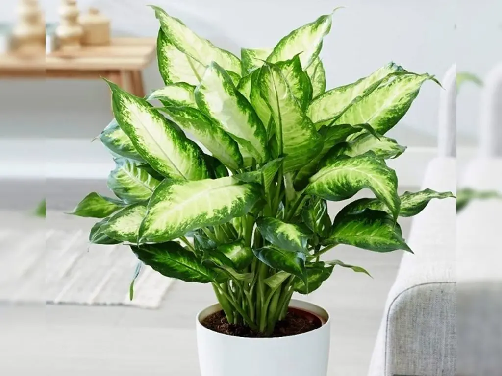 12 con giáp nên trồng cây gì